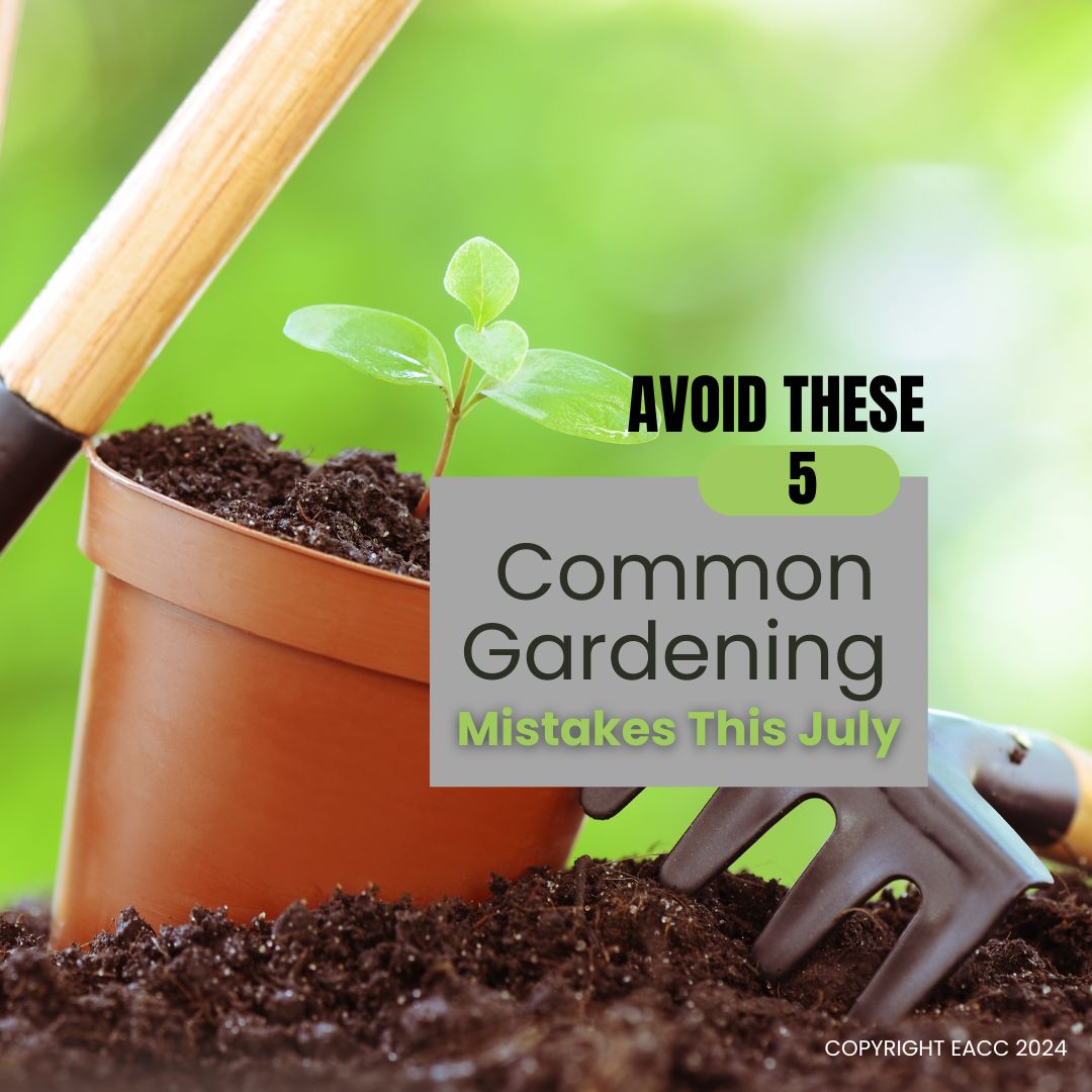 July Gardening Tips: How to Prevent Common Errors in Brighton and Hove
