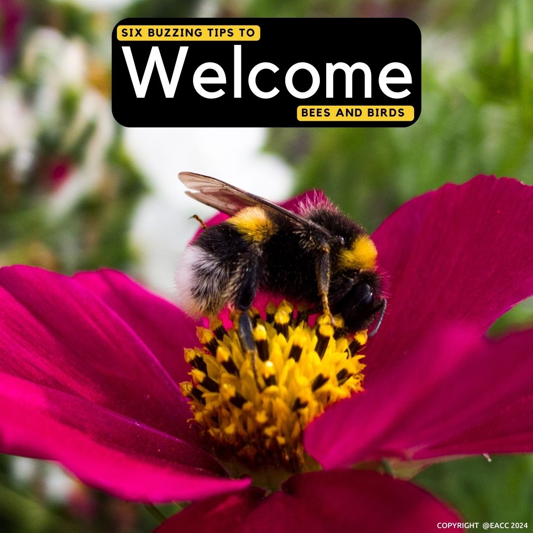Six Buzz-Worthy Tips to Welcome Birds and Bees into Brighton and Hove Gardens