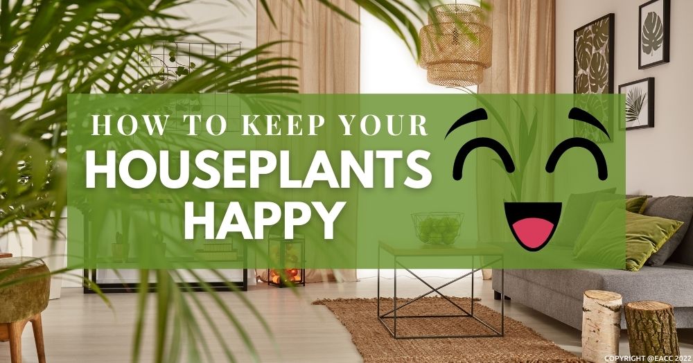 Houseplants: How to Create a Green Sanctuary in Your Brighton and Hove Home