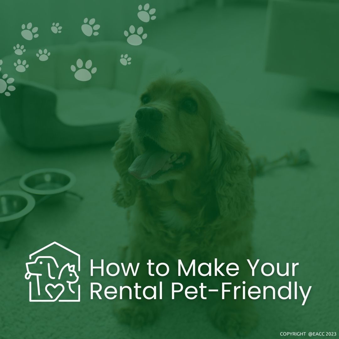 How to Be a Pet-Friendly Landlord in Brighton and Hove